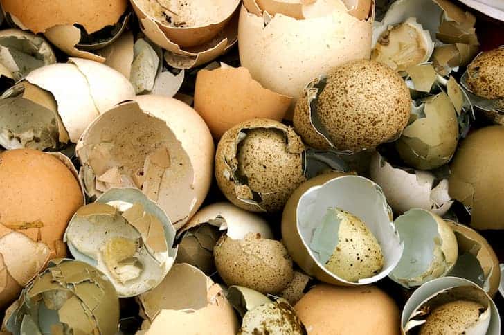 蛋壳可以生物降解吗？